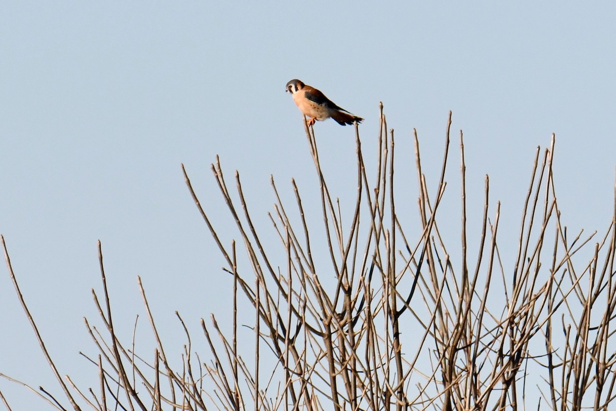 American Kestrel - ML207365741