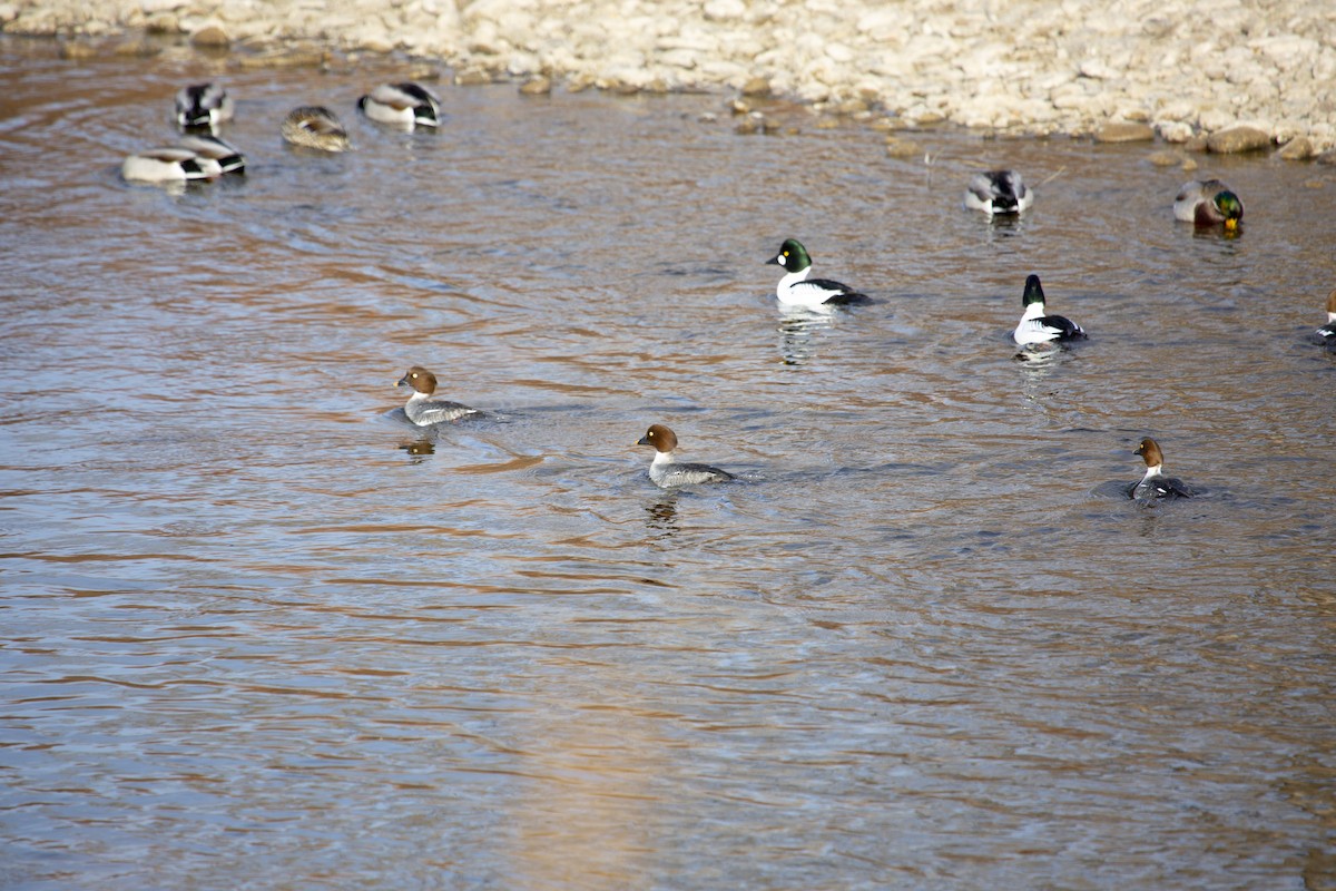 Common Goldeneye - Lonny Garris