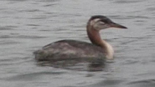 Red-necked Grebe - ML207366291