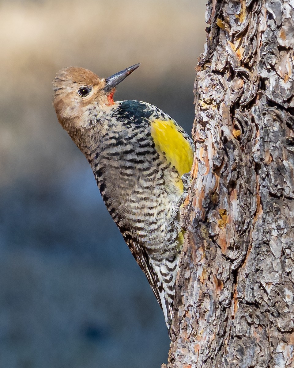 Williamson's Sapsucker - Greg Drawbaugh