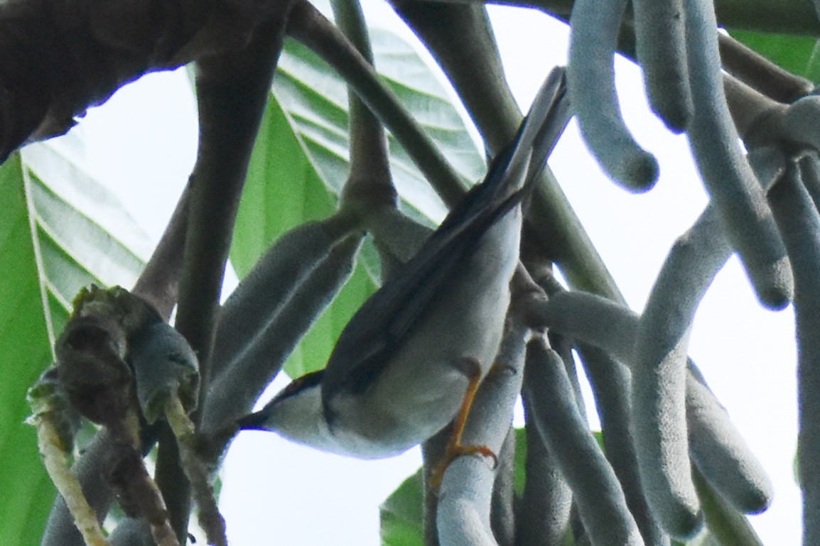 Hooded Tanager - ML207368761