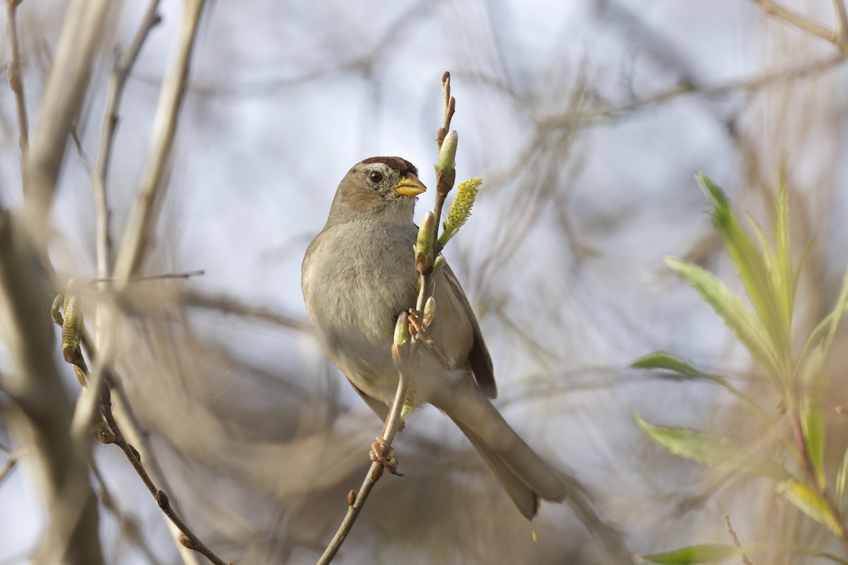 White-crowned Sparrow - ML207369331