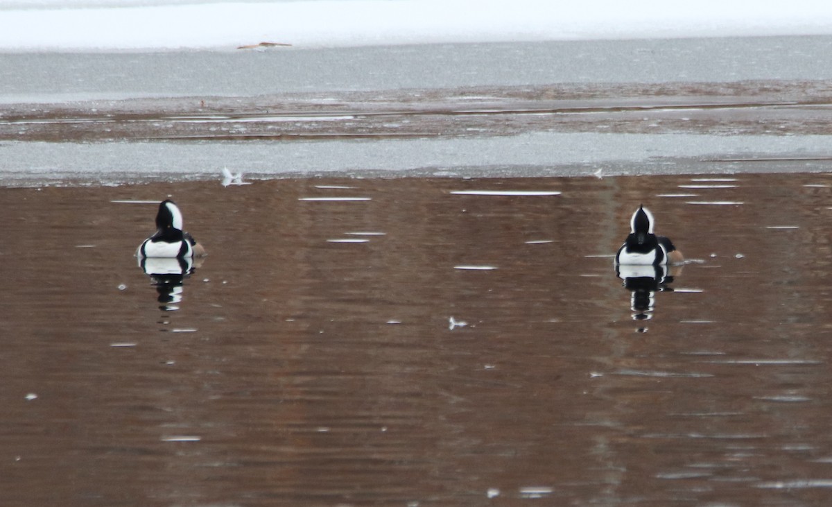 Hooded Merganser - ML207369651