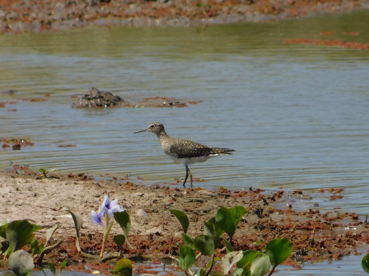 Solitary Sandpiper - Nicolás Bejarano