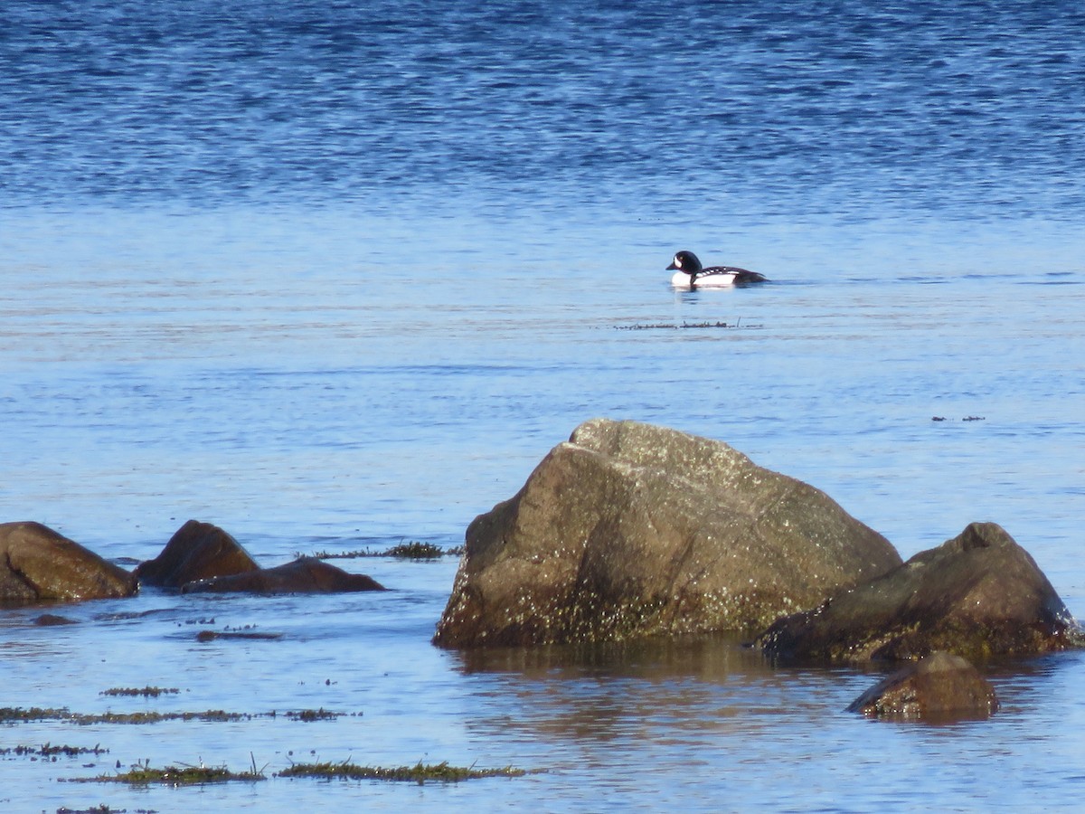 Barrow's Goldeneye - Bernie Brown