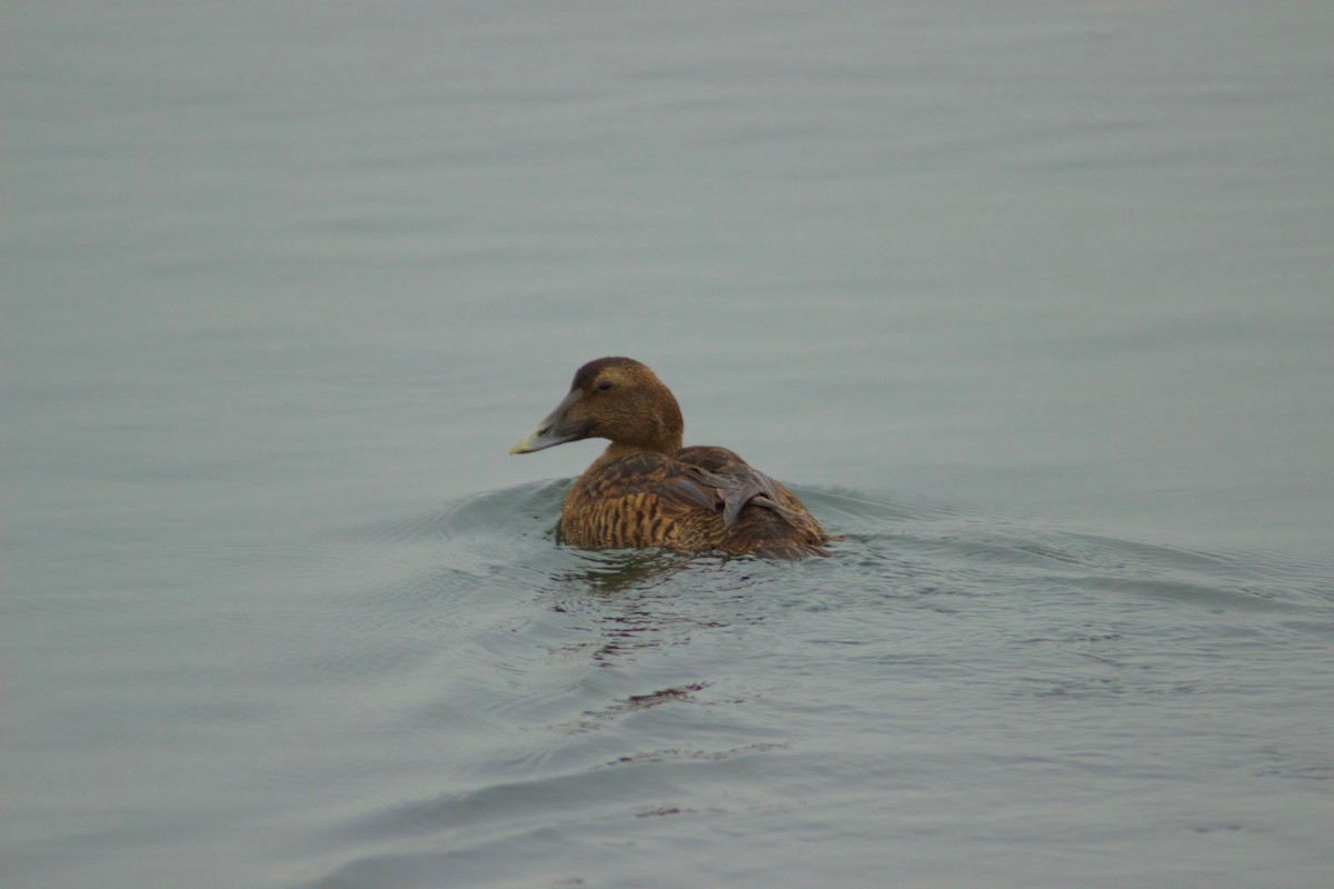 Common Eider - ML207376831