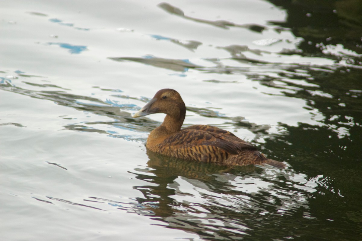 Common Eider - ML207376841