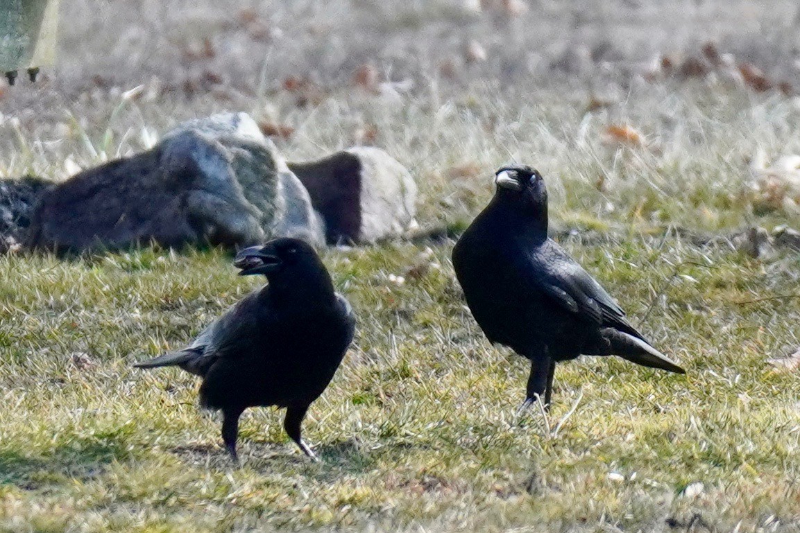 American Crow - ML207377011