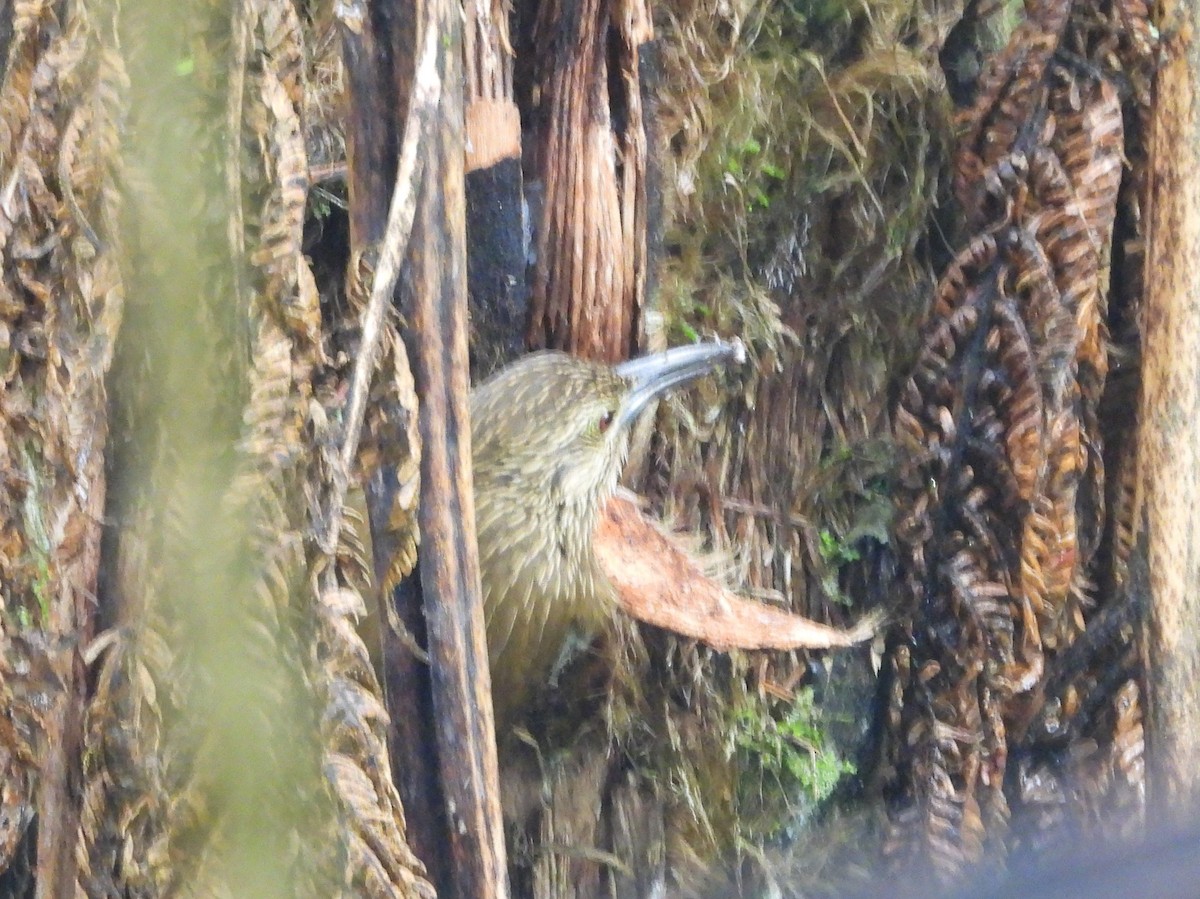 Black-banded Woodcreeper - ML207377201