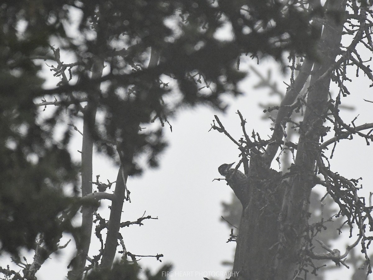 Eurasian Three-toed Woodpecker - ML207377551