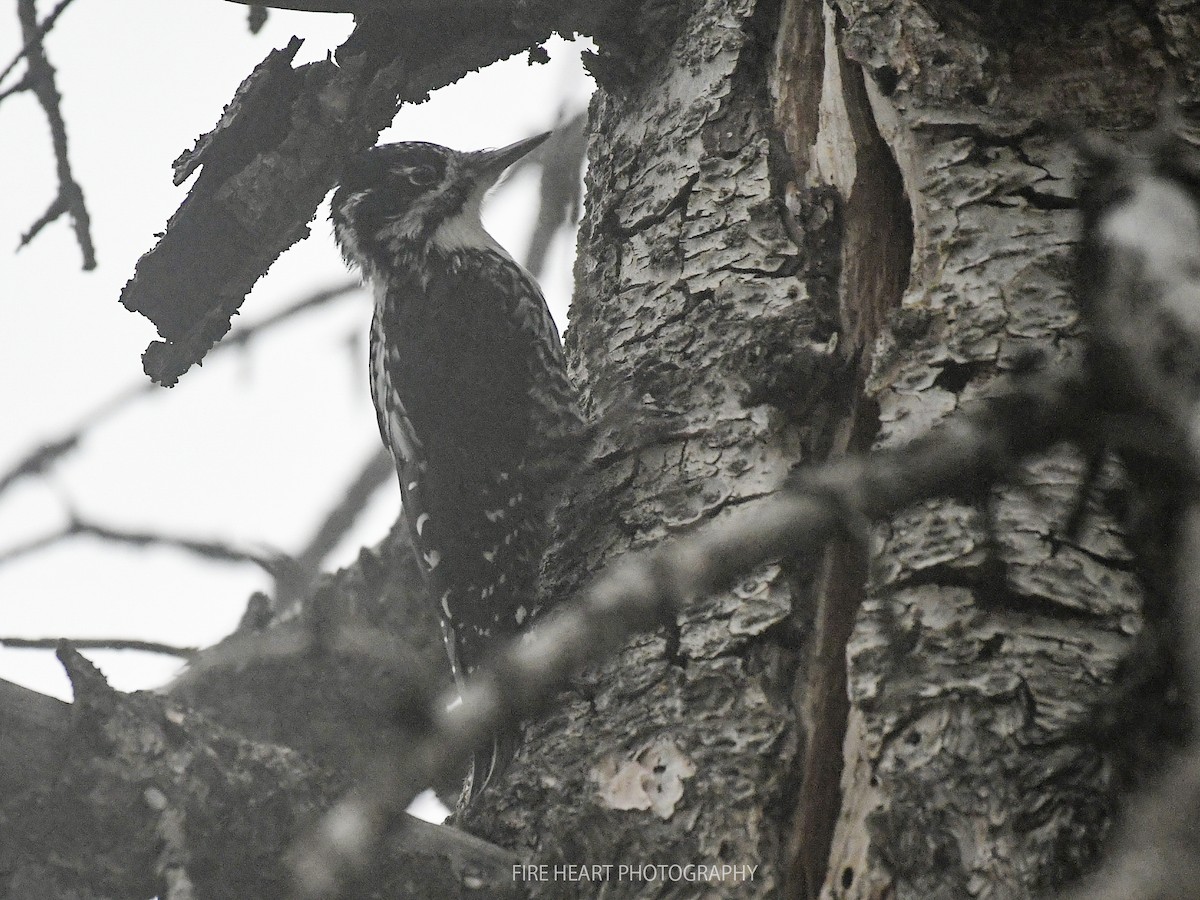 Eurasian Three-toed Woodpecker - ML207377591