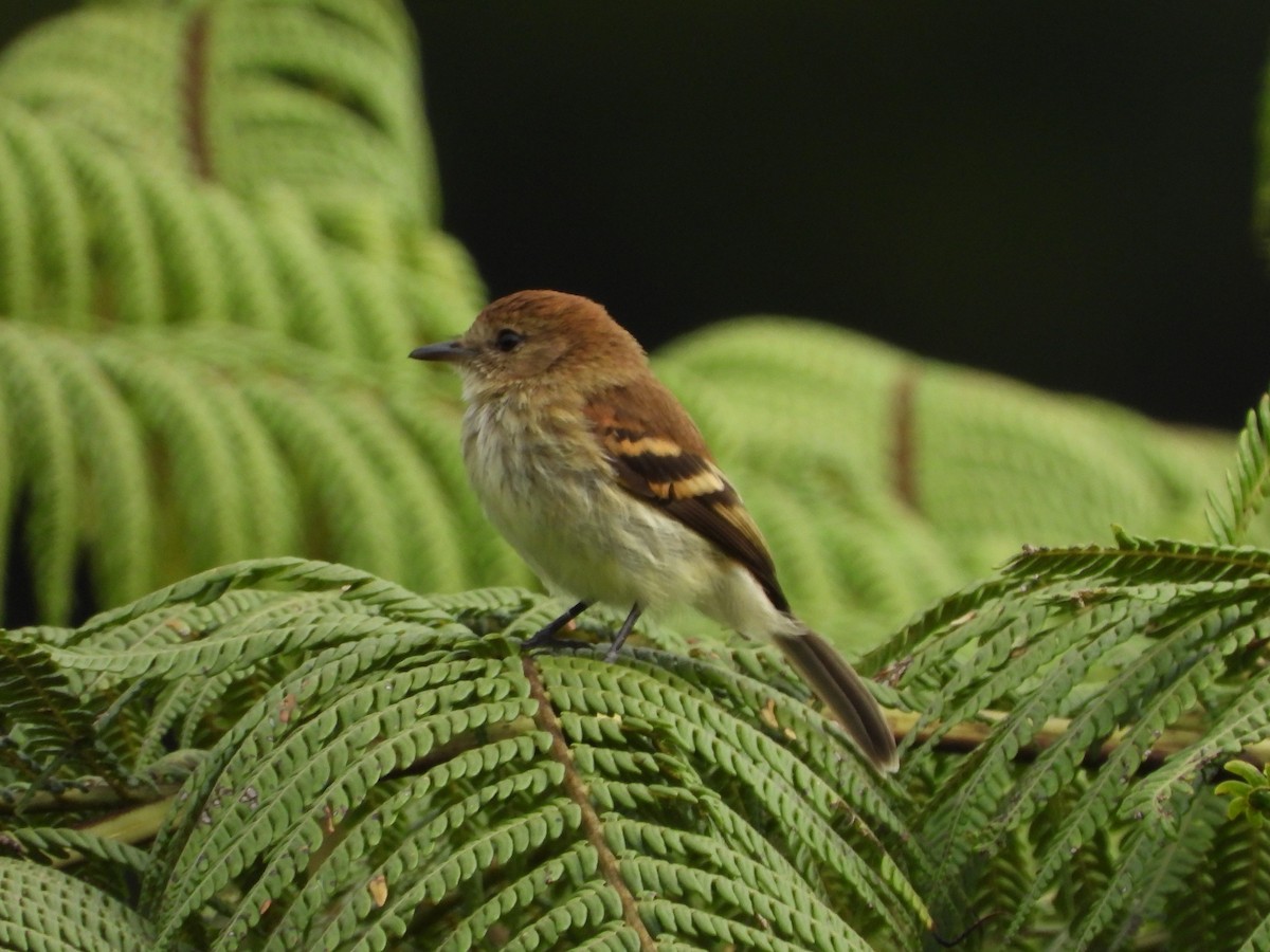 Bran-colored Flycatcher - ML207377681
