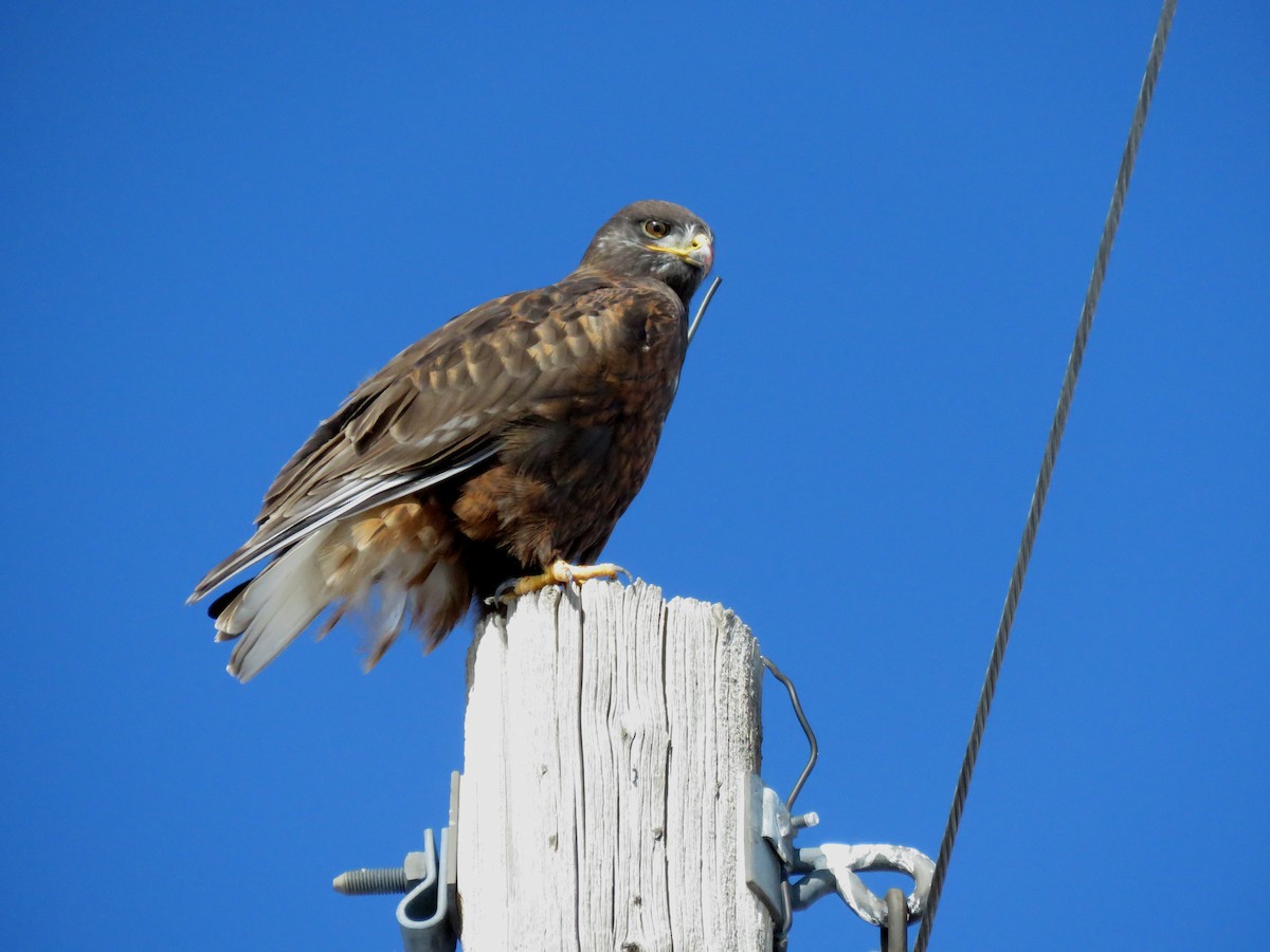 Ferruginous Hawk - ML207378241