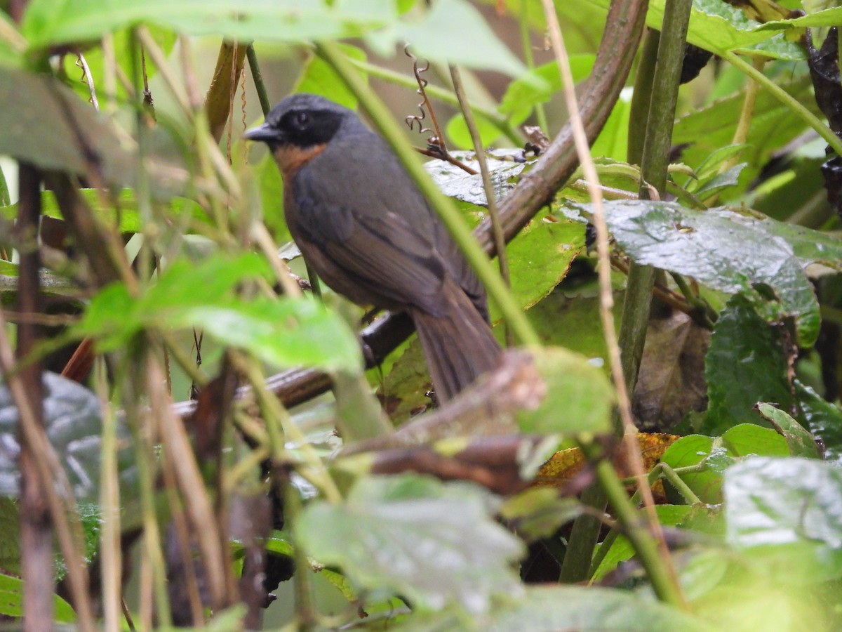Black-eared Hemispingus - ML207378421