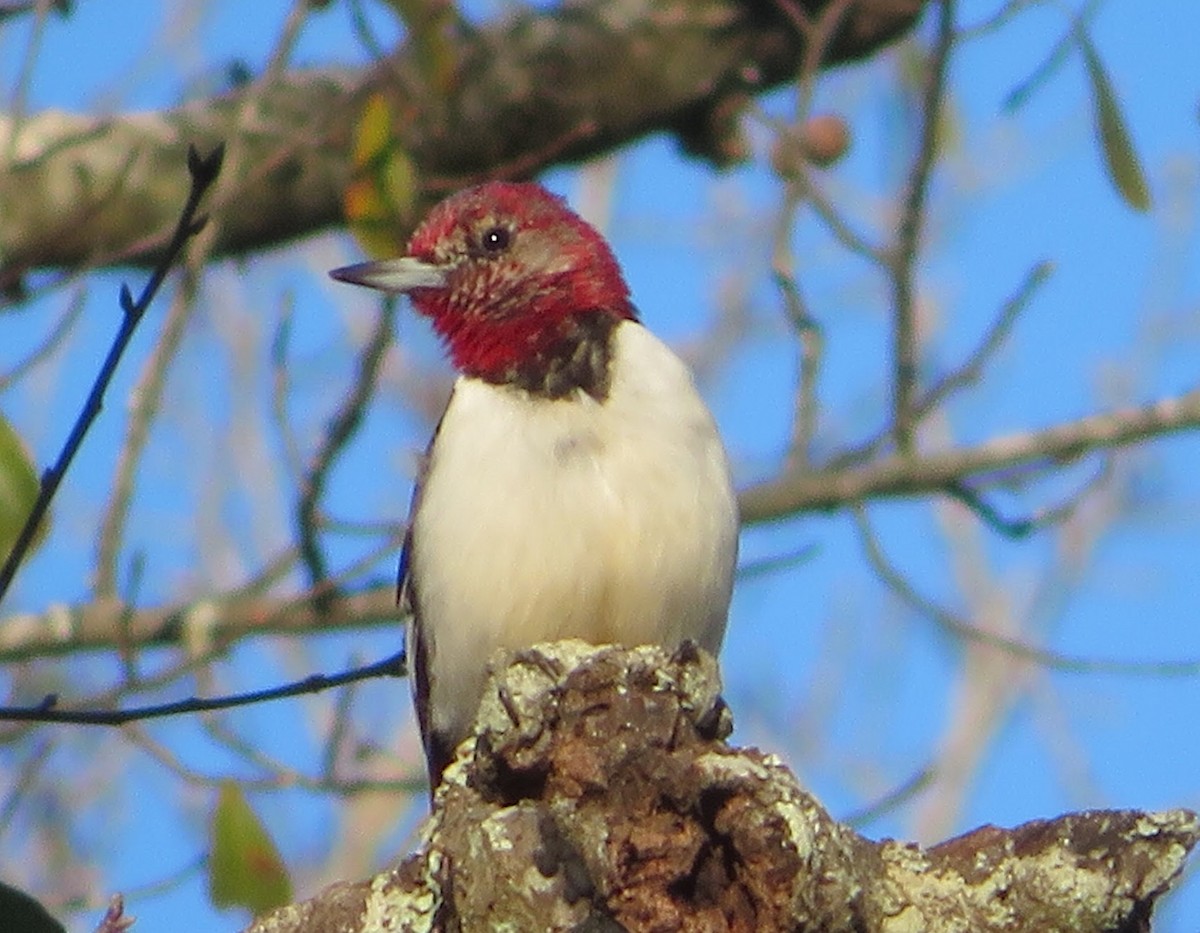 Red-headed Woodpecker - ML207378581