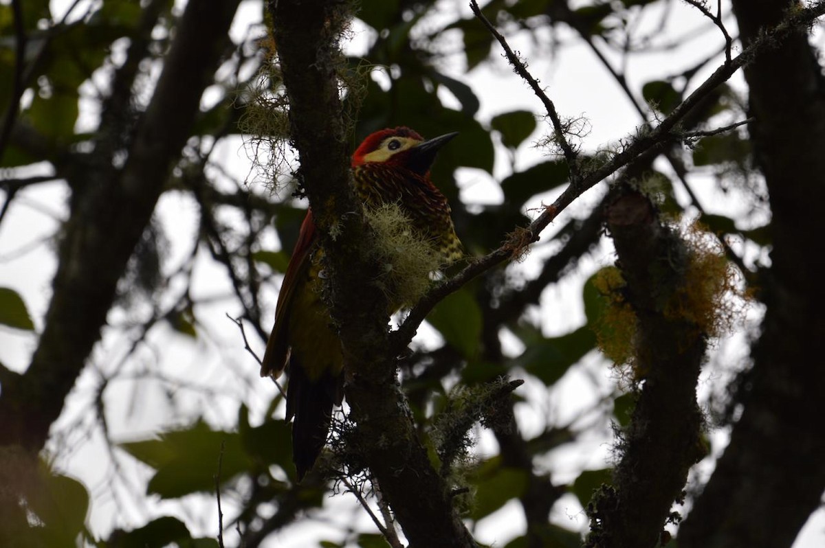 Crimson-mantled Woodpecker - ML207379501