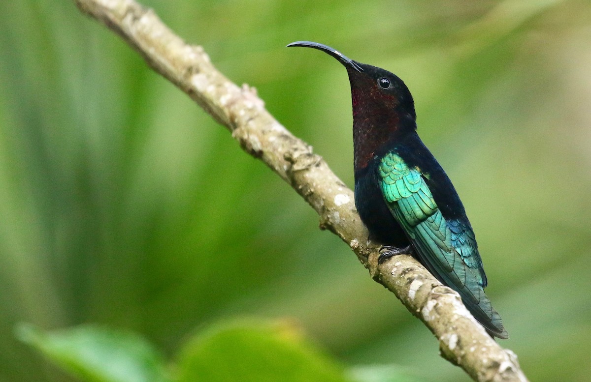 Purple-throated Carib - ML207383371