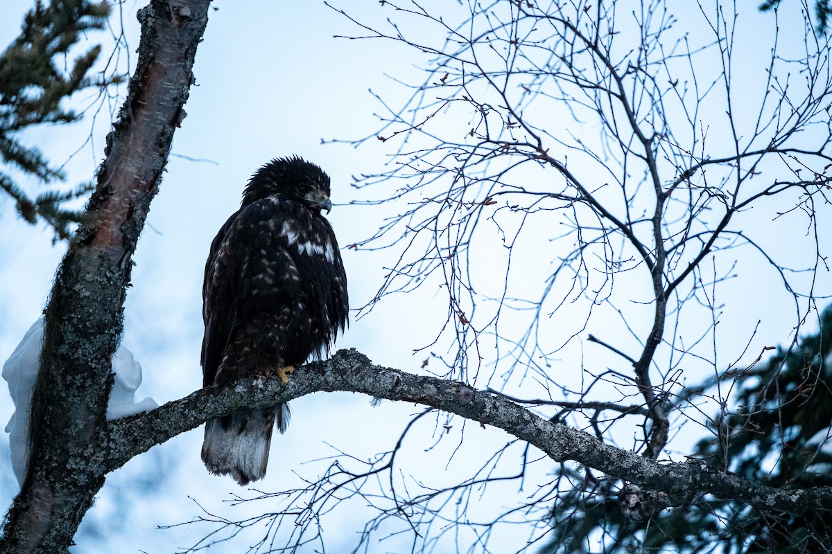 Red-tailed Hawk (Harlan's) - ML207385111