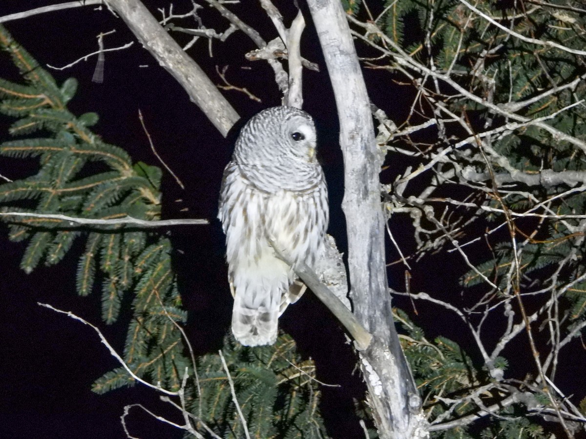 Barred Owl - ML207386021