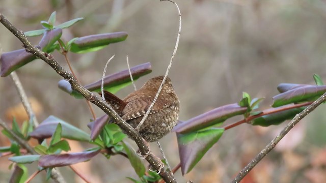 Winterzaunkönig - ML207386551