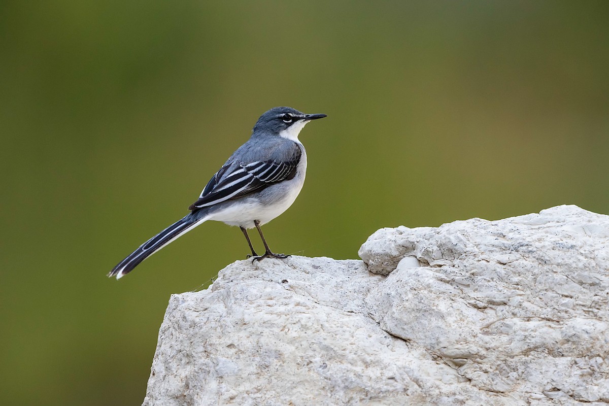 Mountain Wagtail - Stefan Hirsch