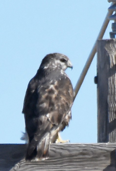 Red-tailed Hawk (Harlan's) - ML20738701