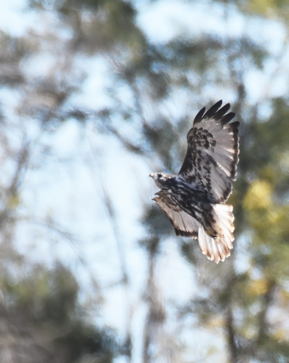 Rotschwanzbussard (harlani) - ML20738721