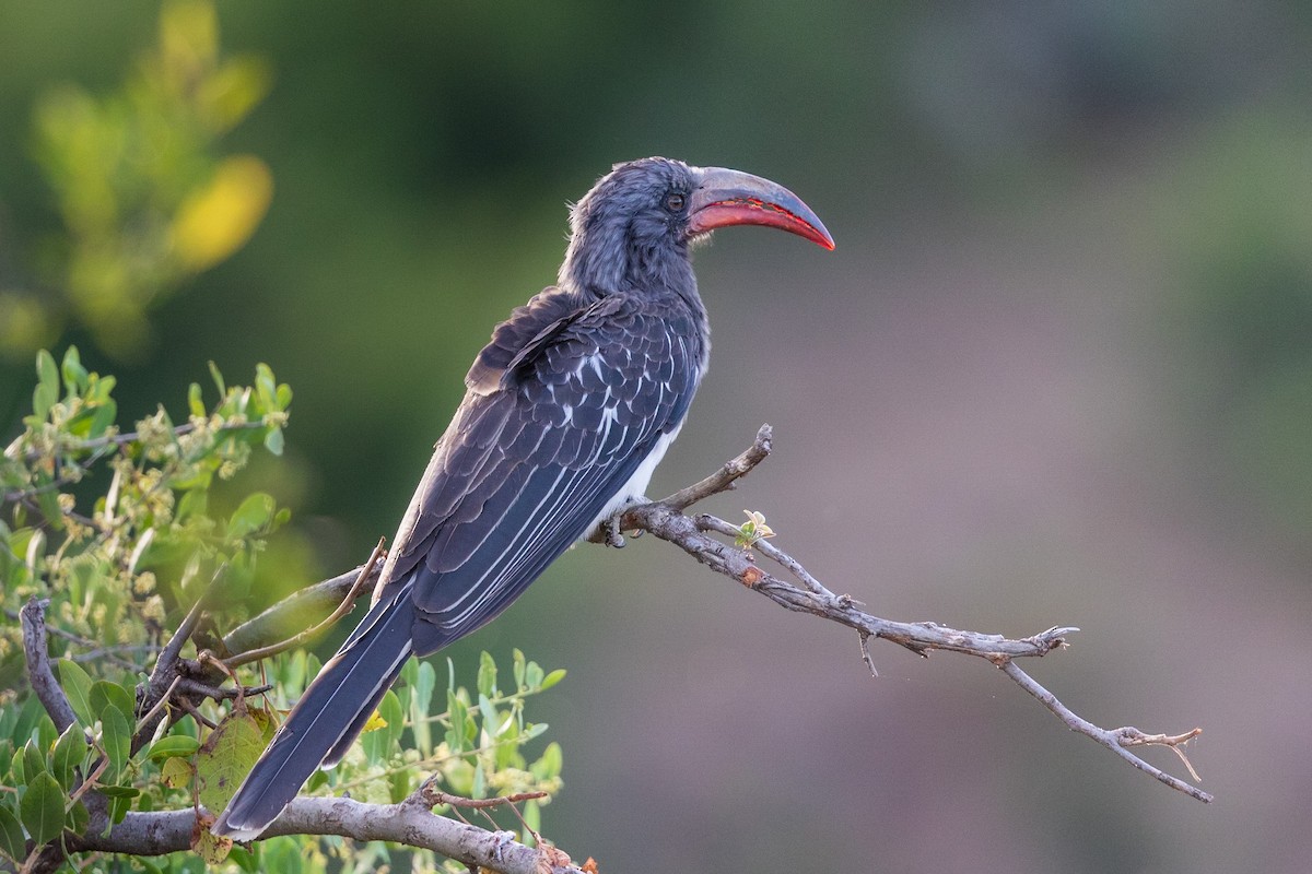 Hemprich's Hornbill - Stefan Hirsch