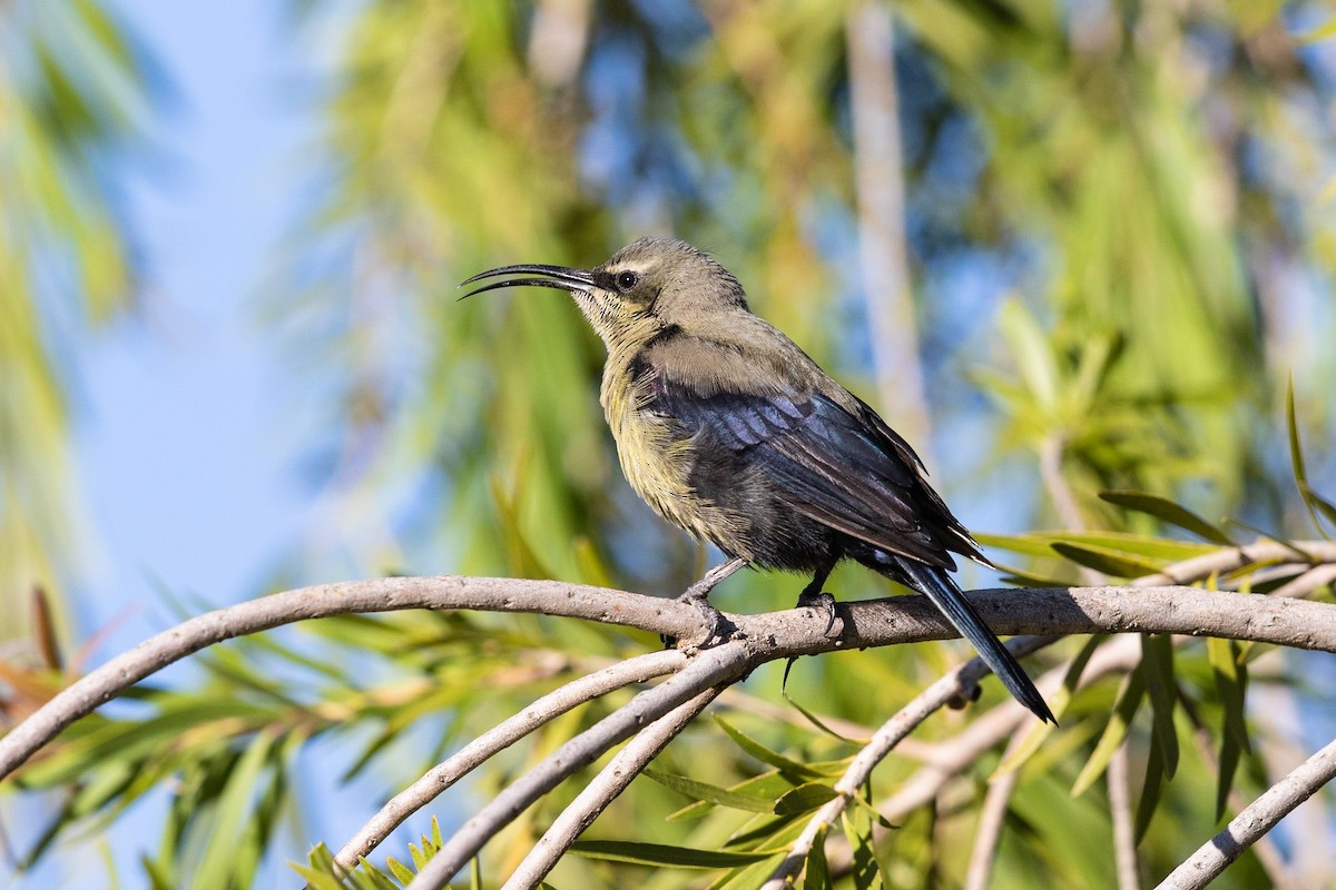 Tacazze Sunbird - Stefan Hirsch