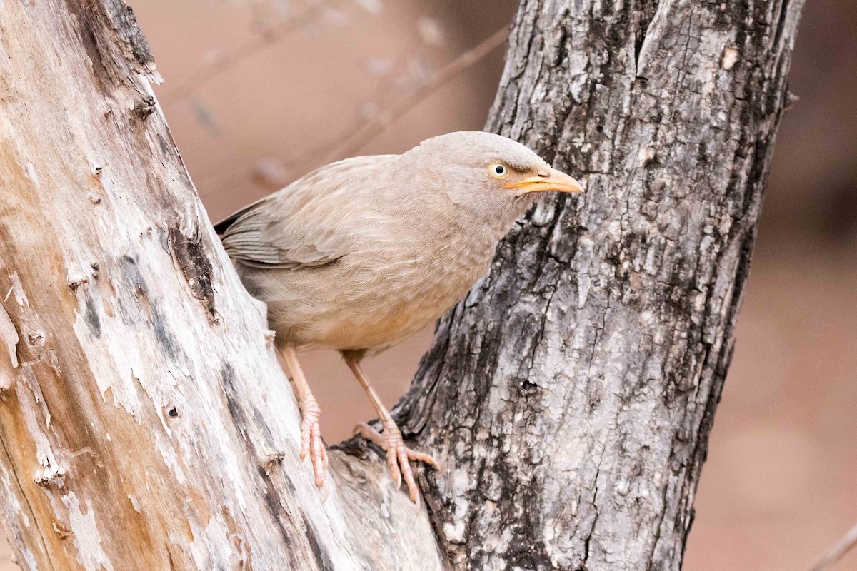 Jungle Babbler - ML207387851