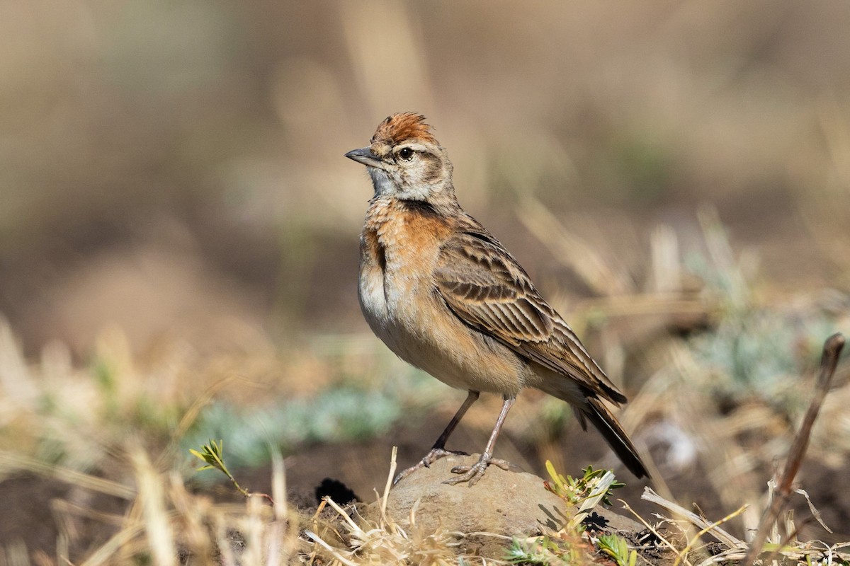 Blanford's Lark (Erlanger's) - Stefan Hirsch