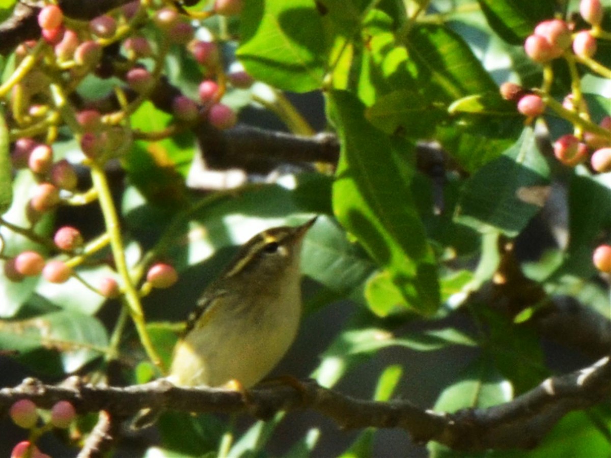 Yellow-browed Warbler - ML20738941