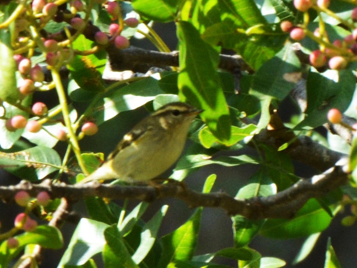 Yellow-browed Warbler - ML20738951