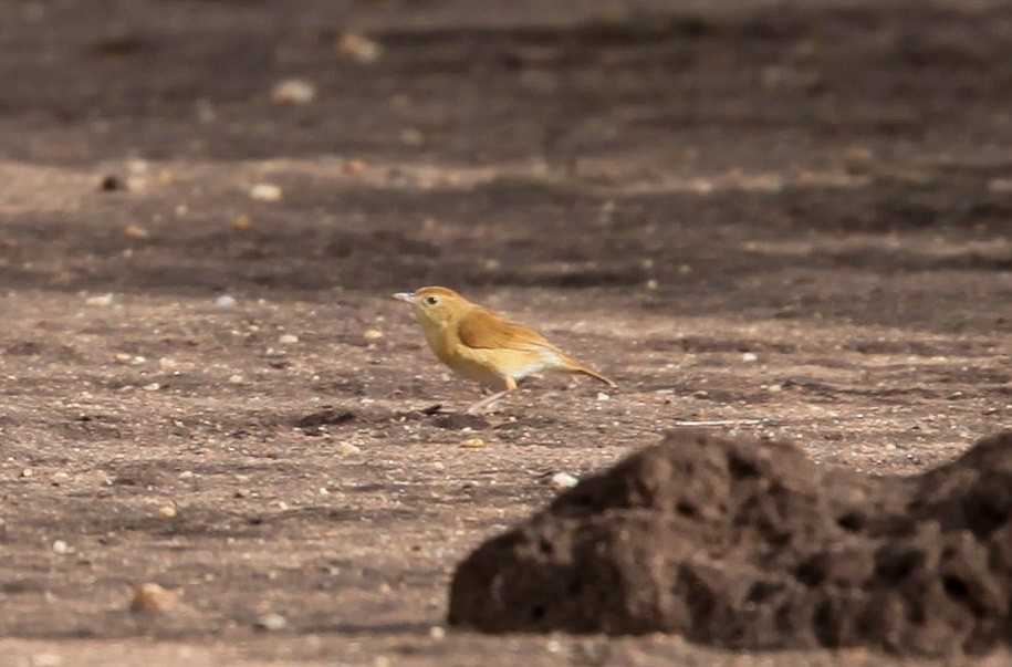 Foxy Cisticola - Pam Rasmussen