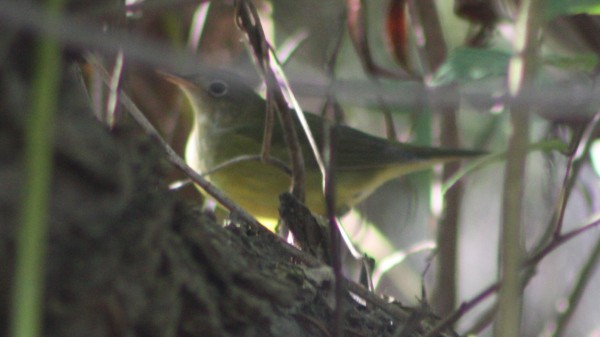 Connecticut Warbler - ML20739051