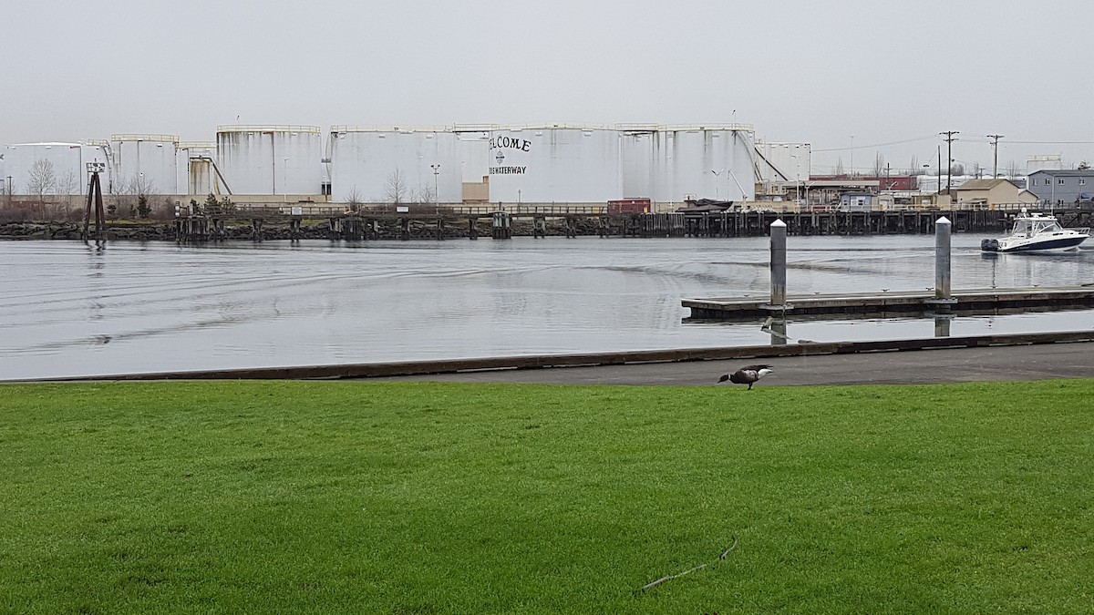 Хар толгойт галуу - ML207392681