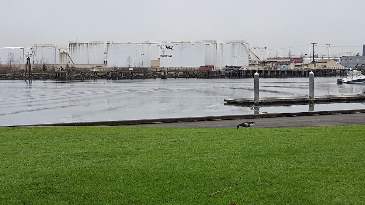 Хар толгойт галуу - ML207392691