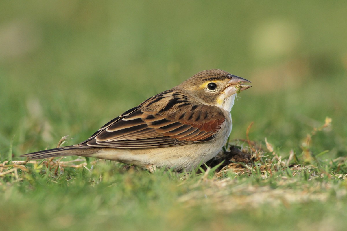 Dickcissel - ML20739411