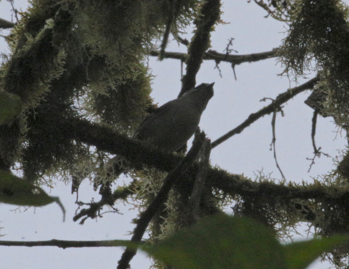 White-winged Brushfinch - ML207394121