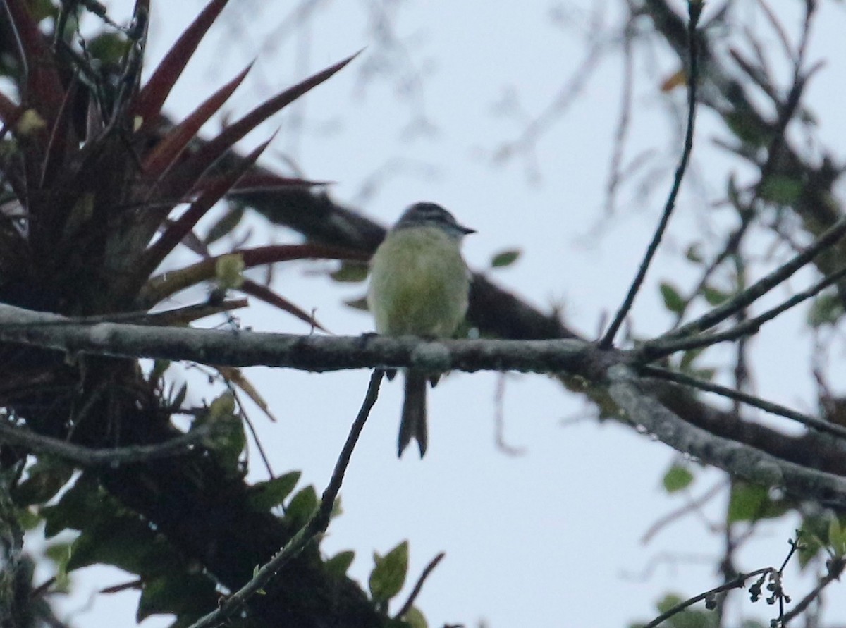 Sooty-headed Tyrannulet - ML207394491