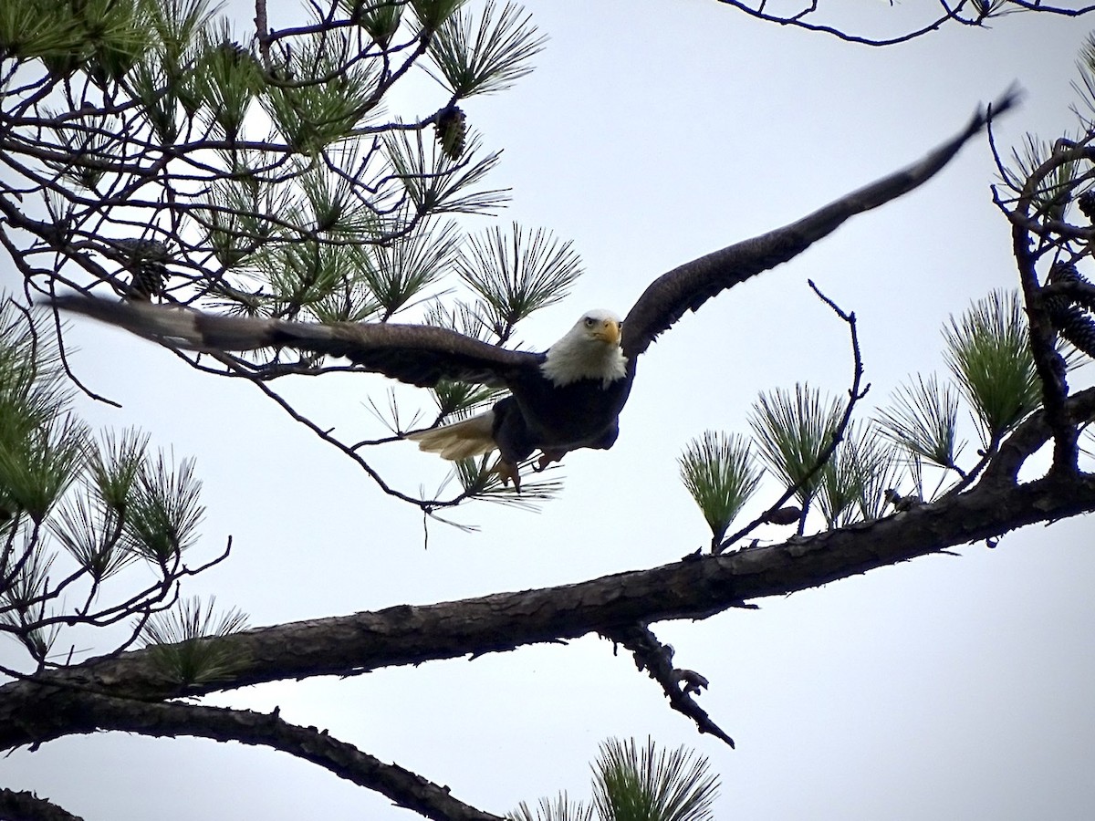 Bald Eagle - ML207396481