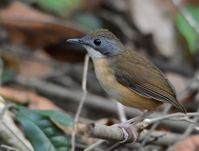 Short-tailed Babbler - Choy Wai Mun