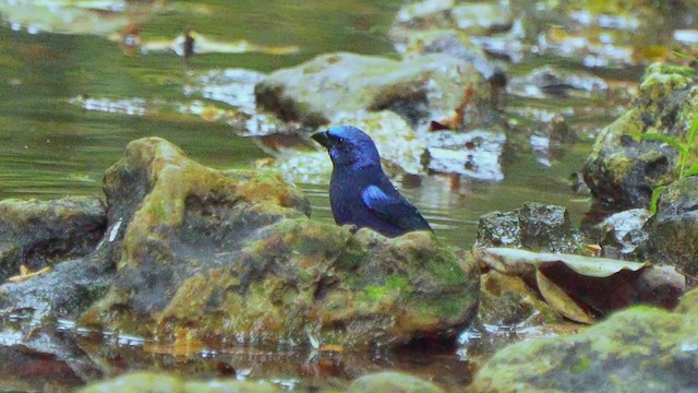 Blue Bunting - ML207398851