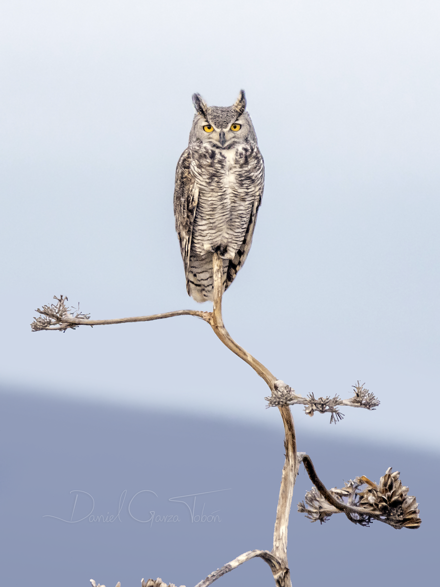 Great Horned Owl - ML207399151