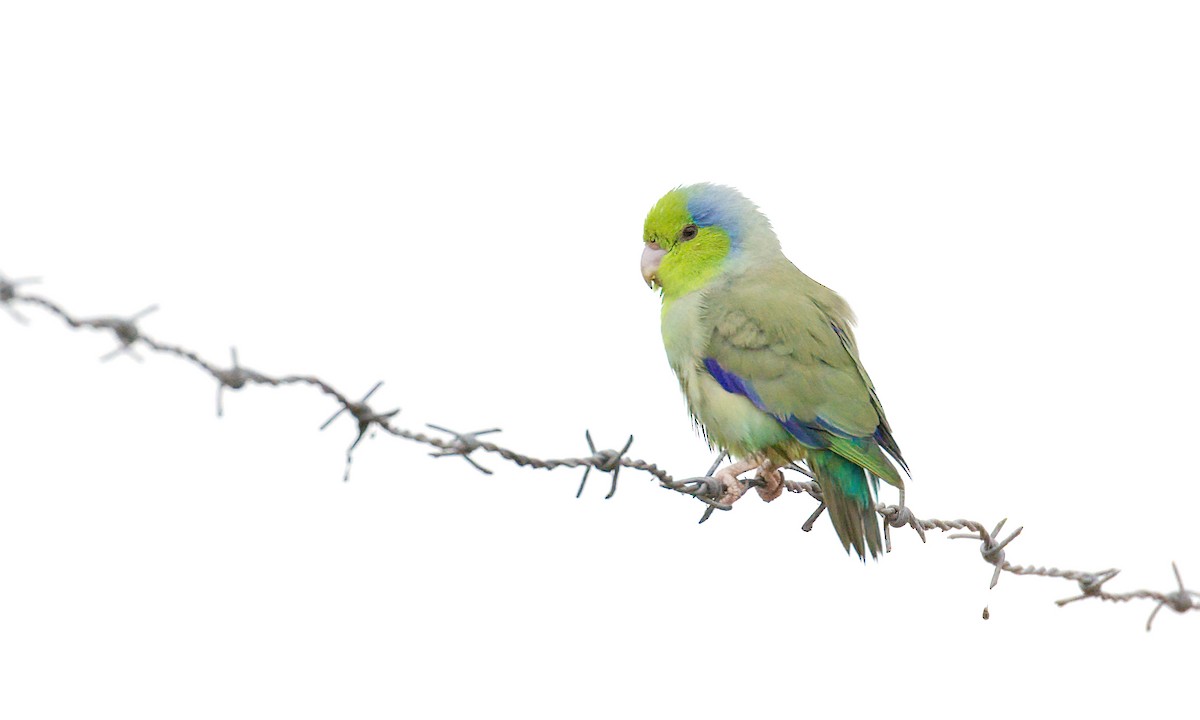 Папуга-горобець еквадорський - ML207399431