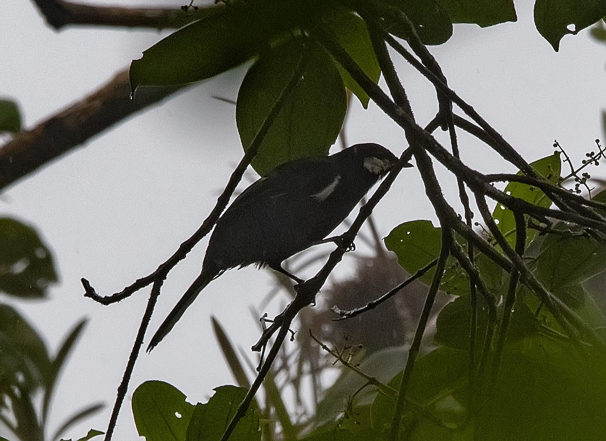 Black Solitaire - ML207399441