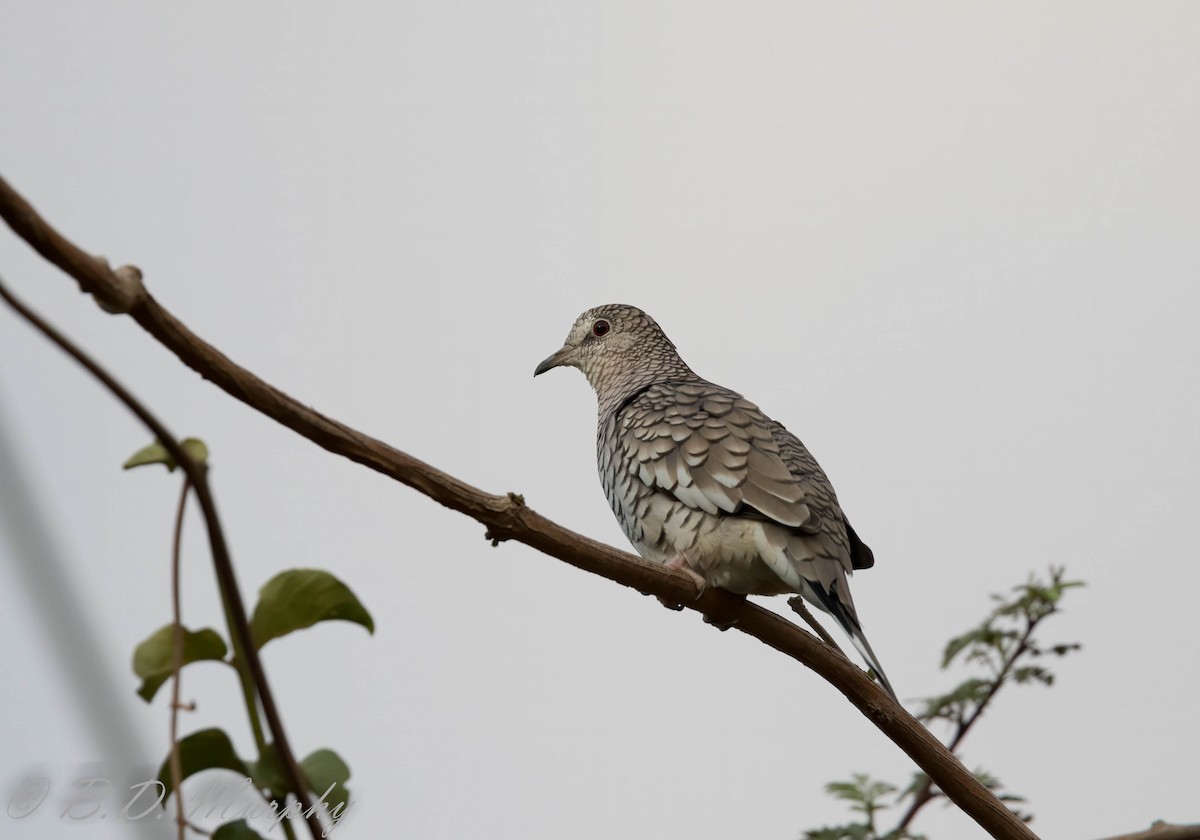 Scaled Dove - Brad Murphy