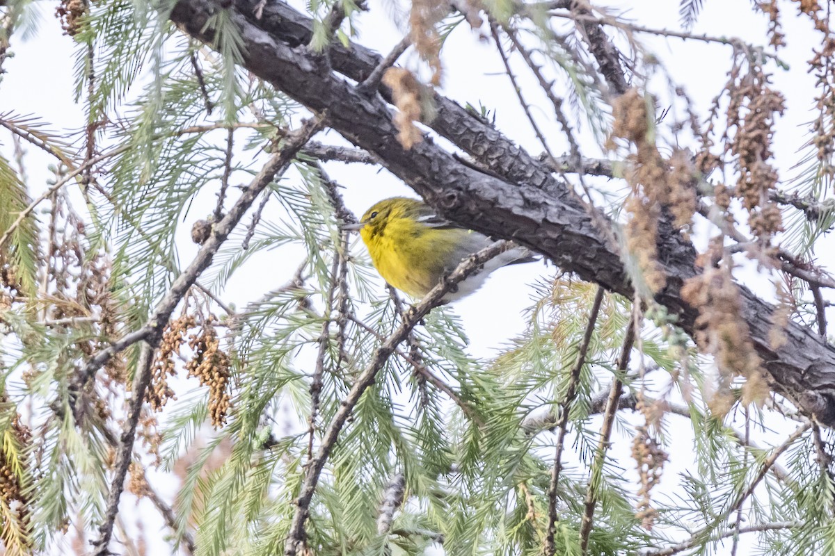 Pine Warbler - Daniel Garza Tobón