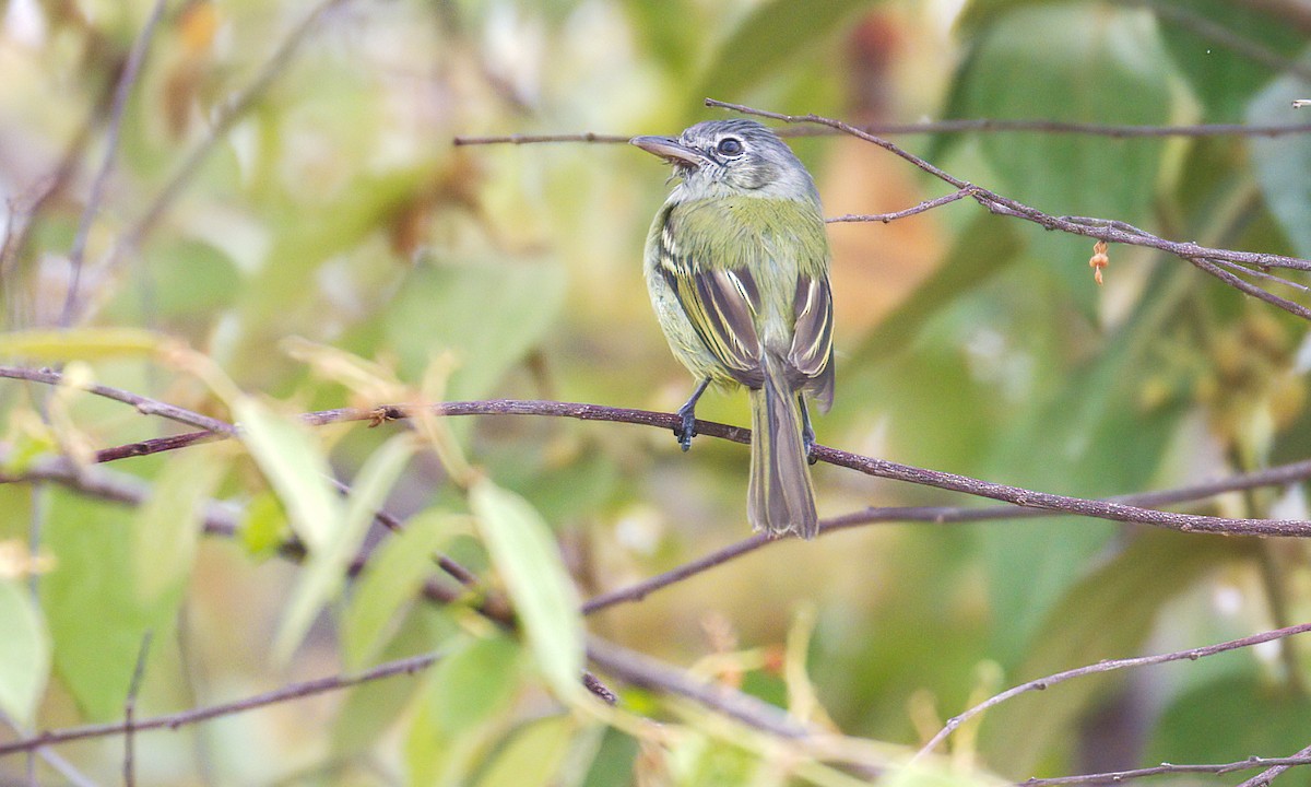 Yellow-olive Flatbill (Equatorial) - Cesar Ponce