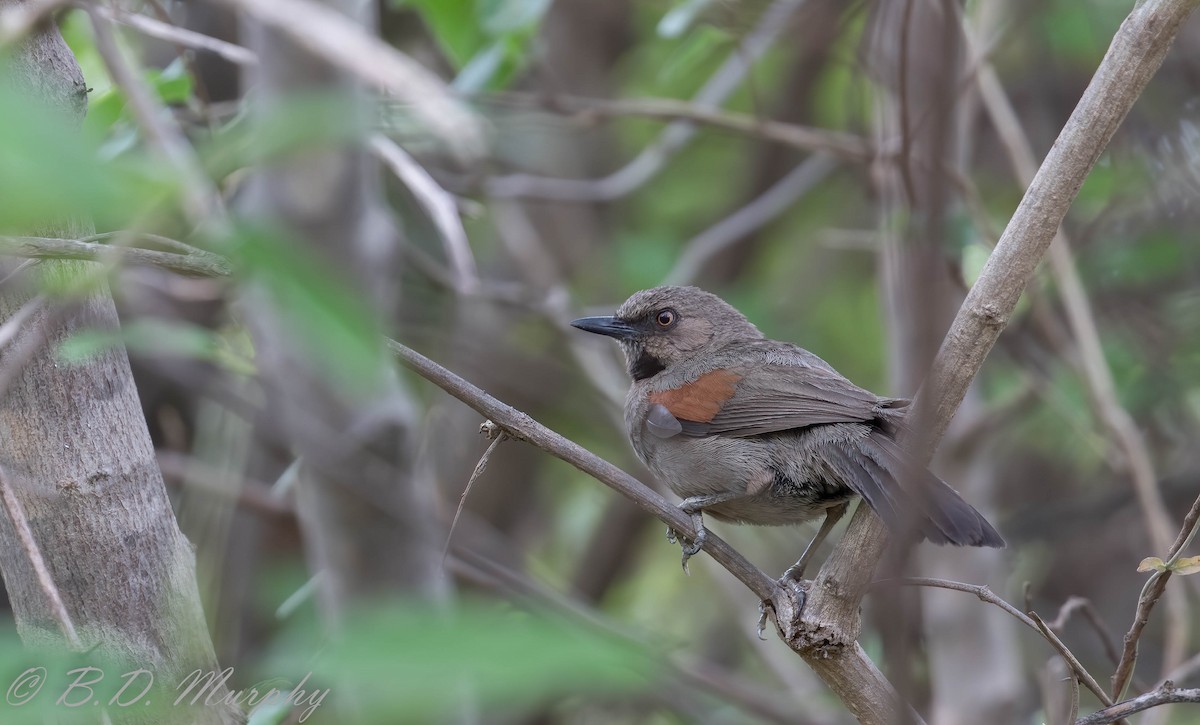 Red-shouldered Spinetail - Brad Murphy